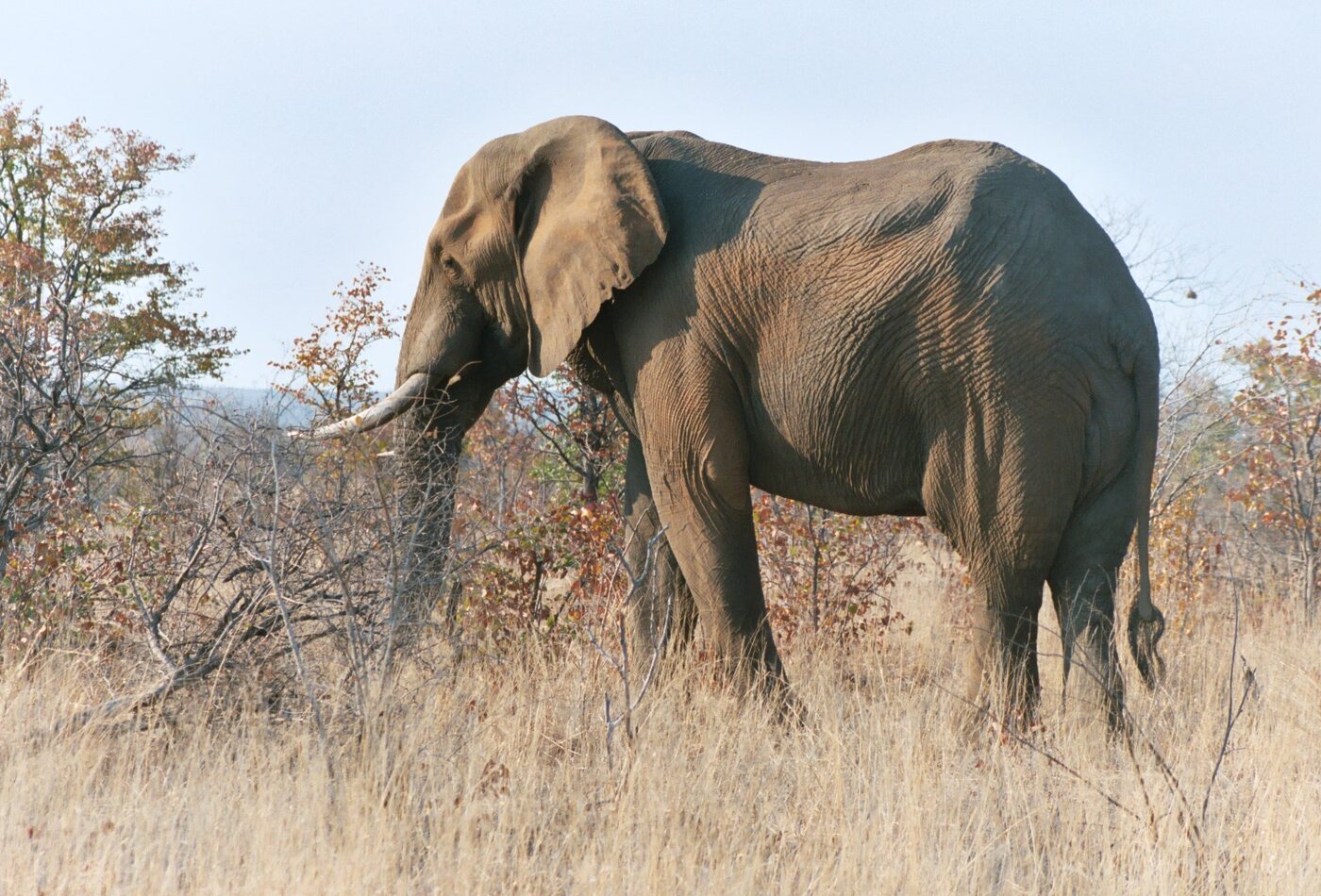 Kruger National Park safari
