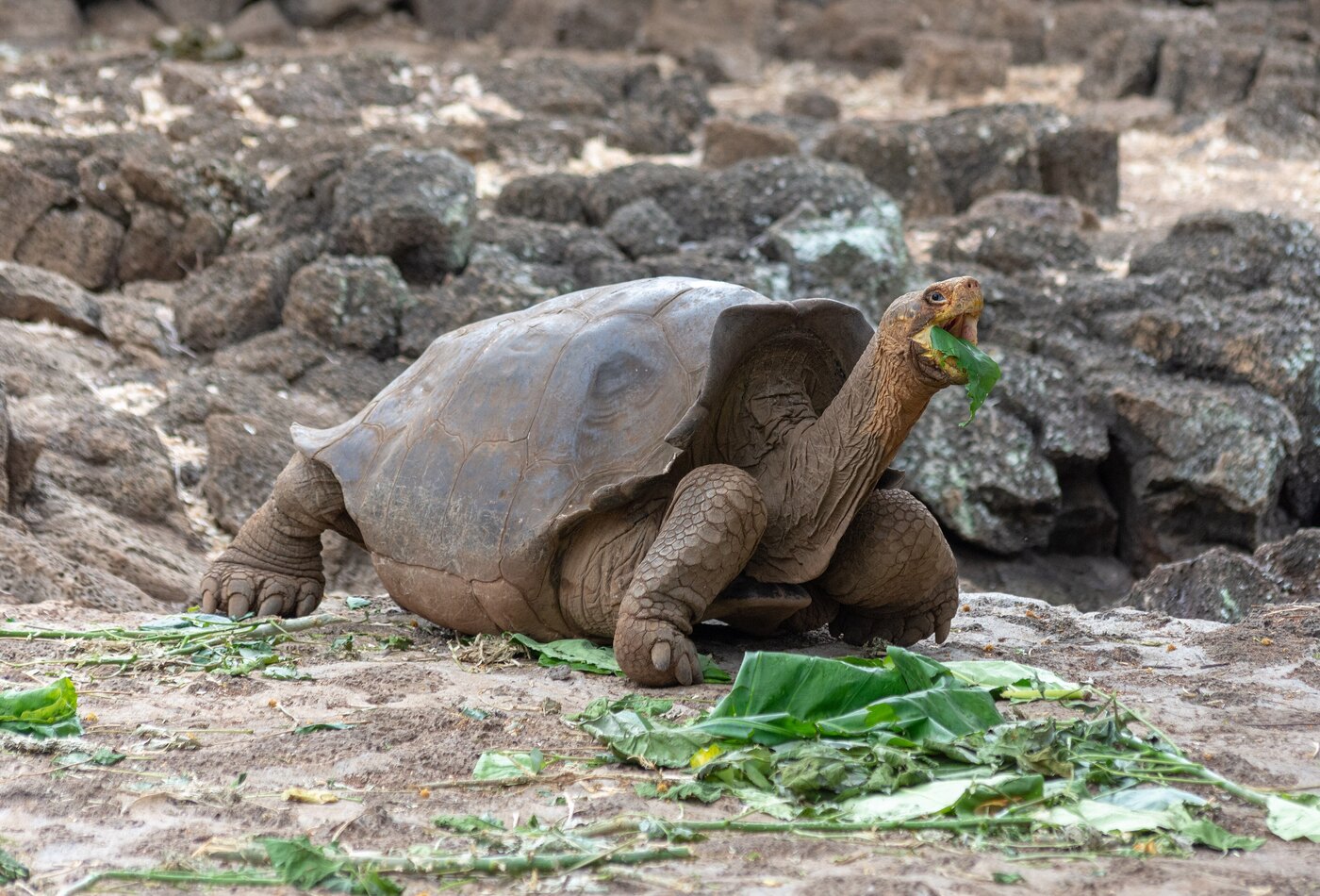 Galapagos tortoise as Ecuador trip hook