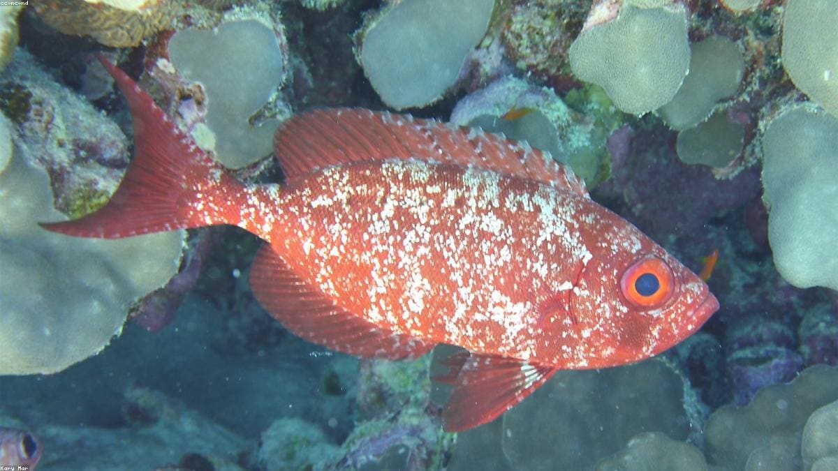 Красное море: Где находится регион и кому он подходит