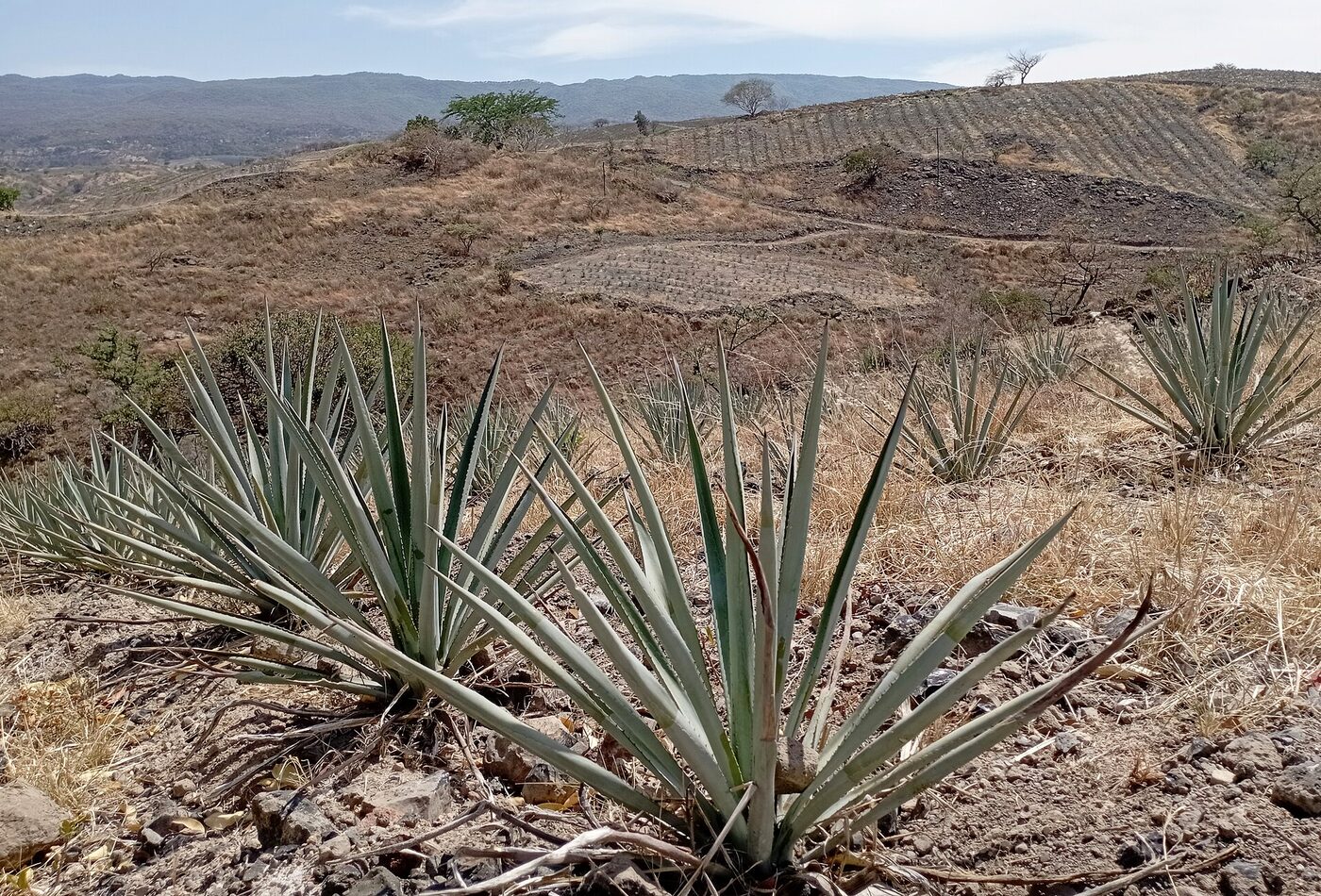 Tequila Jalisco Mexico