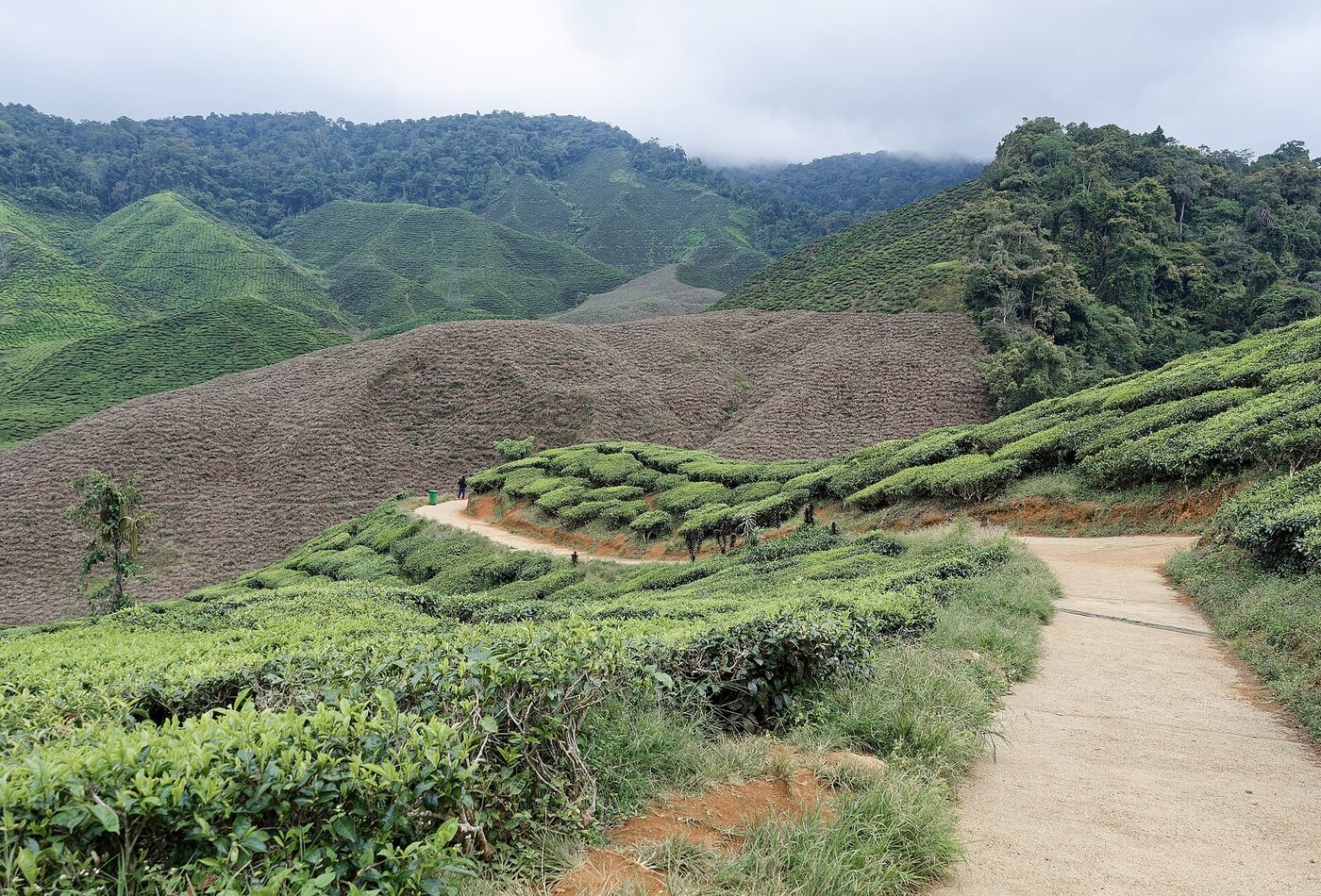 Cameron Highlands tea plantations Malaysia